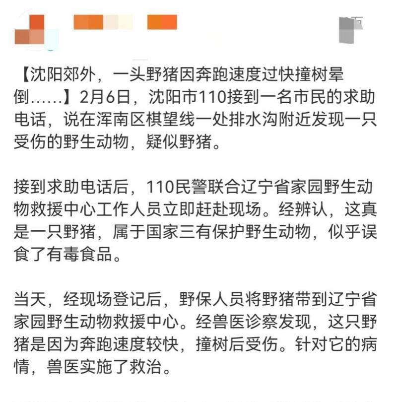 如何正确地以跑步撞树（掌握正确的姿势和技巧）